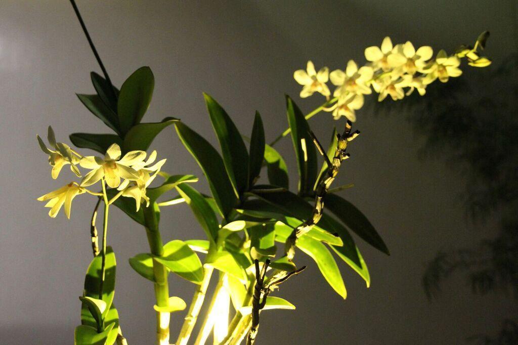 Orchid Lagan Place Palawan بويرتو برينسيسا المظهر الخارجي الصورة