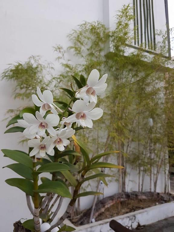 Orchid Lagan Place Palawan بويرتو برينسيسا المظهر الخارجي الصورة